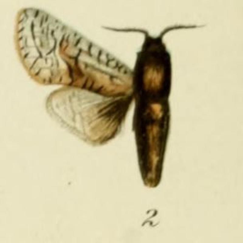 02-Brachylia reussi (Strand, 1913) (Cossus)