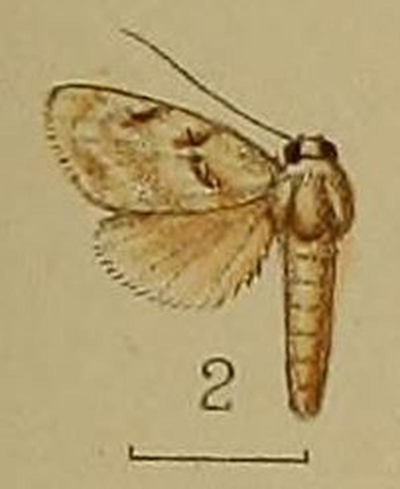02-Celama leucoscopula Hampson, 1907