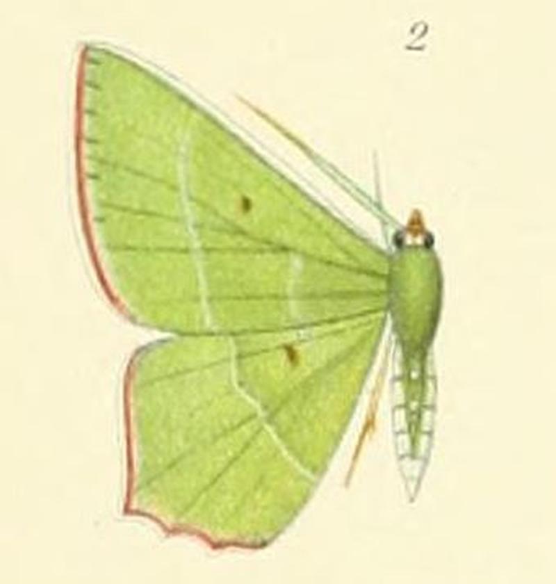 02-Chrysochloroma megaloptera (Lower, 1894)