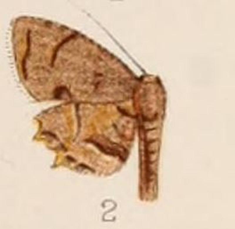 02-Epiplema subflavida=Dysaethria subflavida (Swinhoe, 1906)