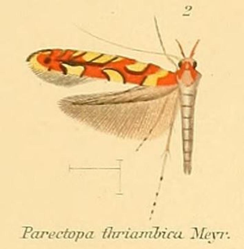 02-Macrocstola thriambica (Gracilaria) (Meyrick, 1907)