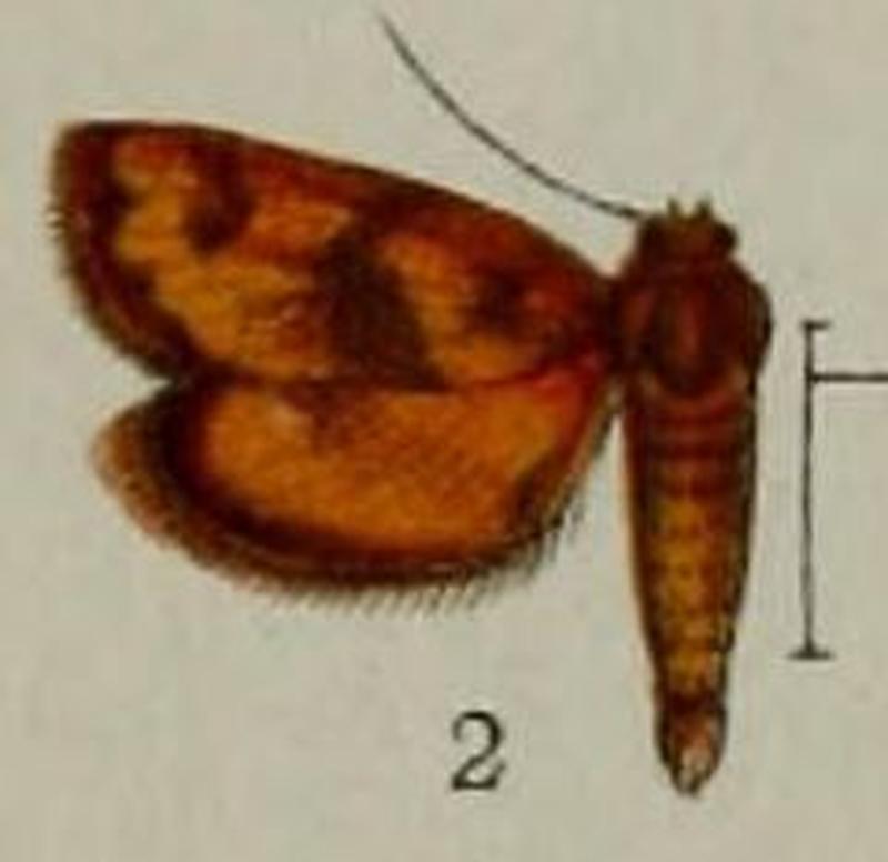 02-Massepha fulvalis Hampson, 1898