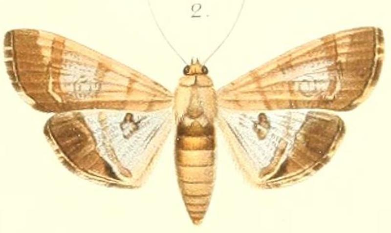 02-Morocosma nitidaria=Glyphodes nitidaria (Pagenstecher 1900)