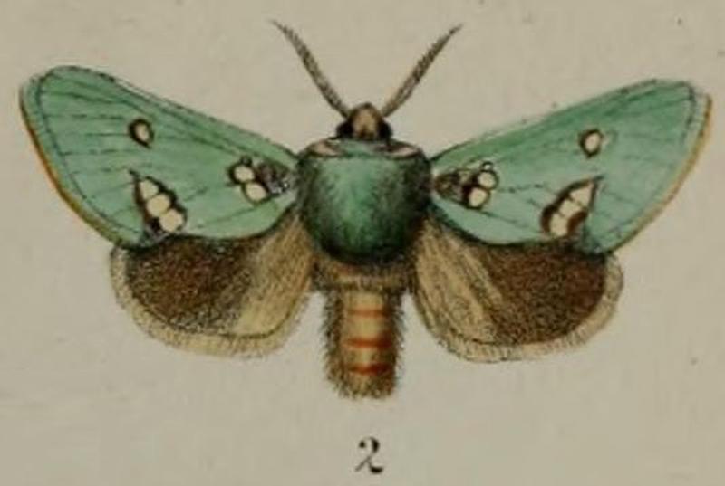 02-Pantoctenia albipuncta=Taeda aetitis Wallengren 1863