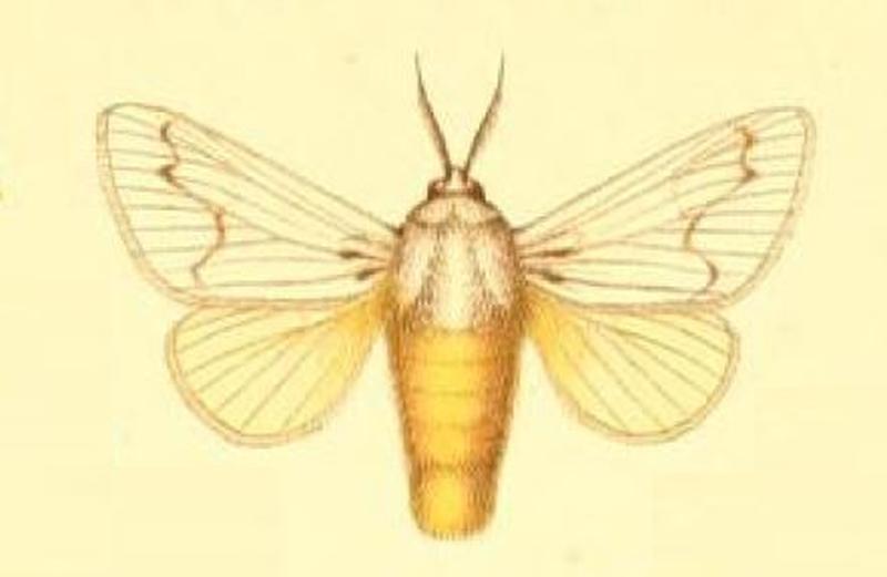 02-Parasa pallida Möschler, 1887