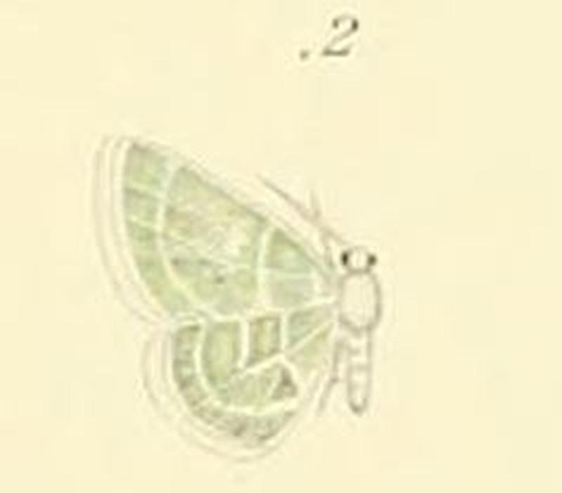02-Synchlora fringillata (Schaus, 1897)