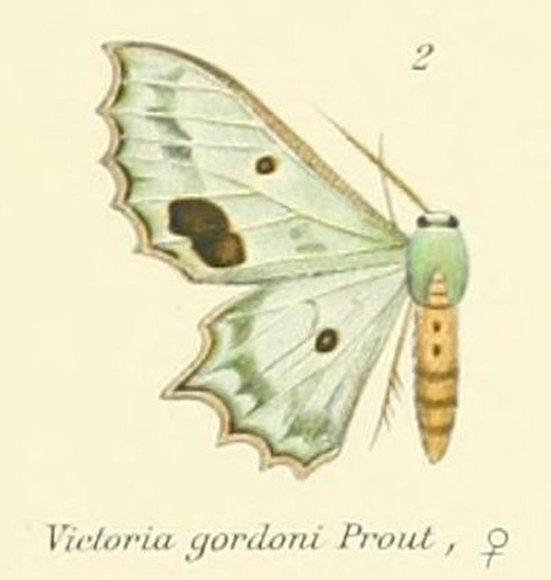 02-Victoria gordoni Prout,1912