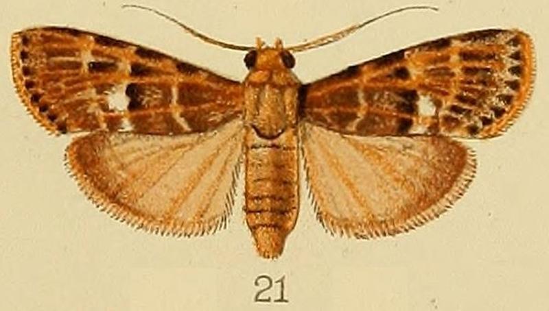021-Lacalma porphyrealis (Kenrick, 1907)