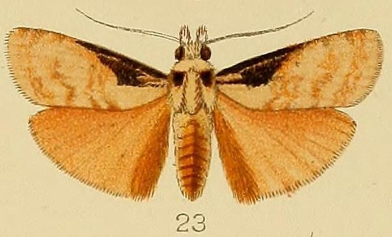 023-Polylophota barbarossa Hampson, 1906