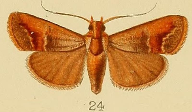024-Orthaga castanealis (Kenrick, 1907)