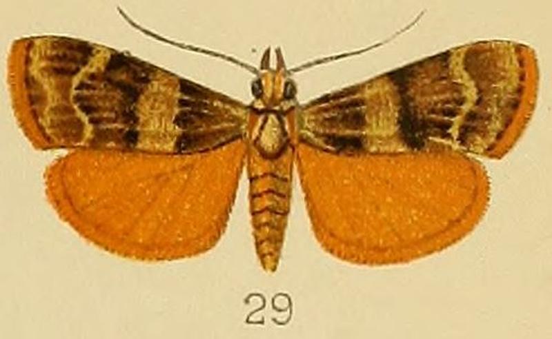 029-Stericta flammealis Kenrick, 1907