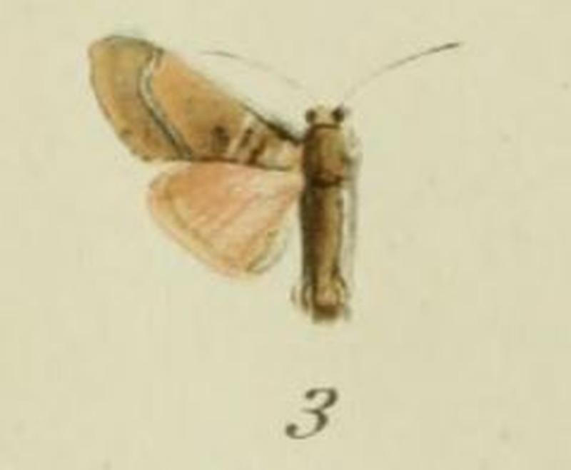03-Aiteta acutipennis Strand, 1915