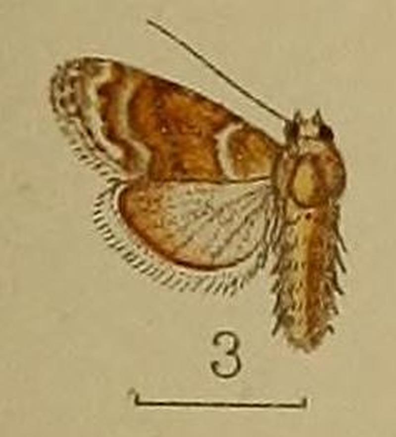 03-Celama mesotherma Hampson, 1909=Meganola mesothermoides (Poole, 1989)-repl.name