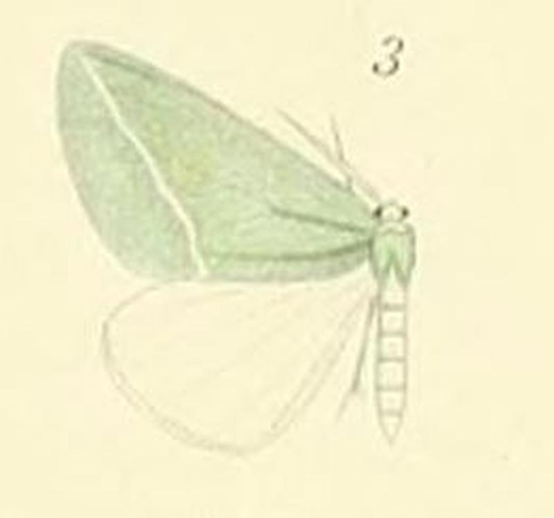 03-Chlorosterrha semialba (Swinhoe, 1906)