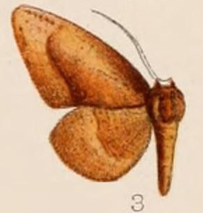 03-Dirades nubila Hampson, 1907