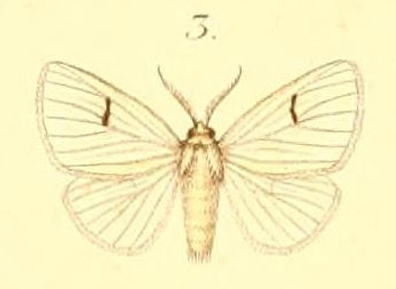 03-Leucoma parva Plötz, 1880 (Euproctis aurifrons)
