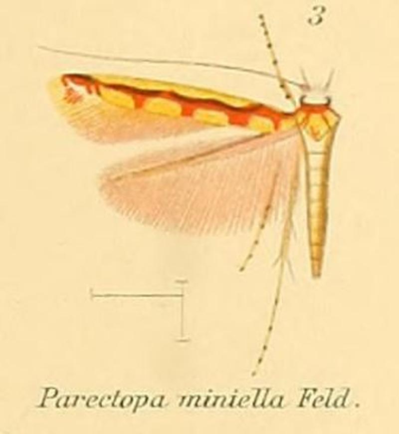 03-Macarostola miniella (Felder, 1875)