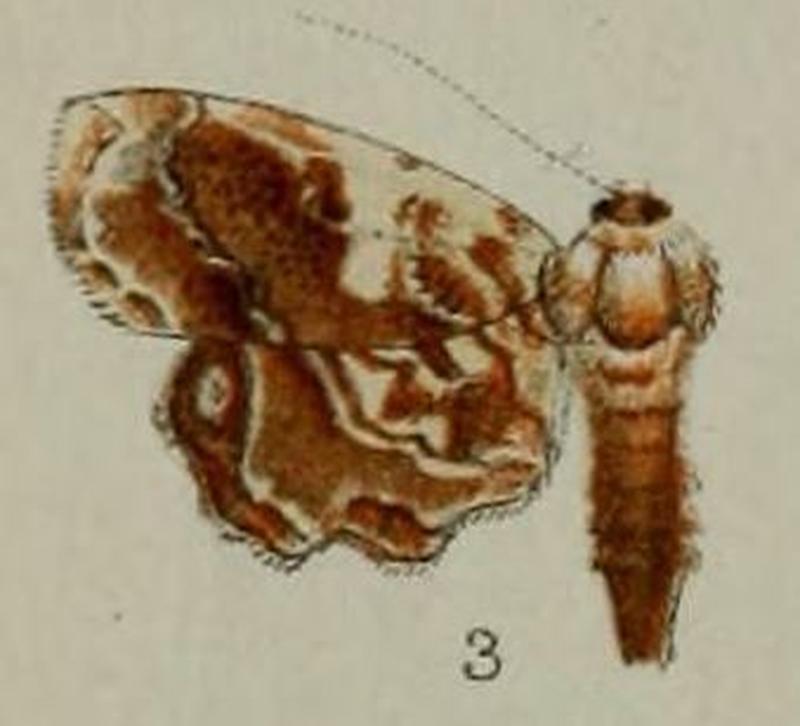 03-Massepha phoenicobapta=Aeolopetra phoenicobapta (Hampson, 1898)