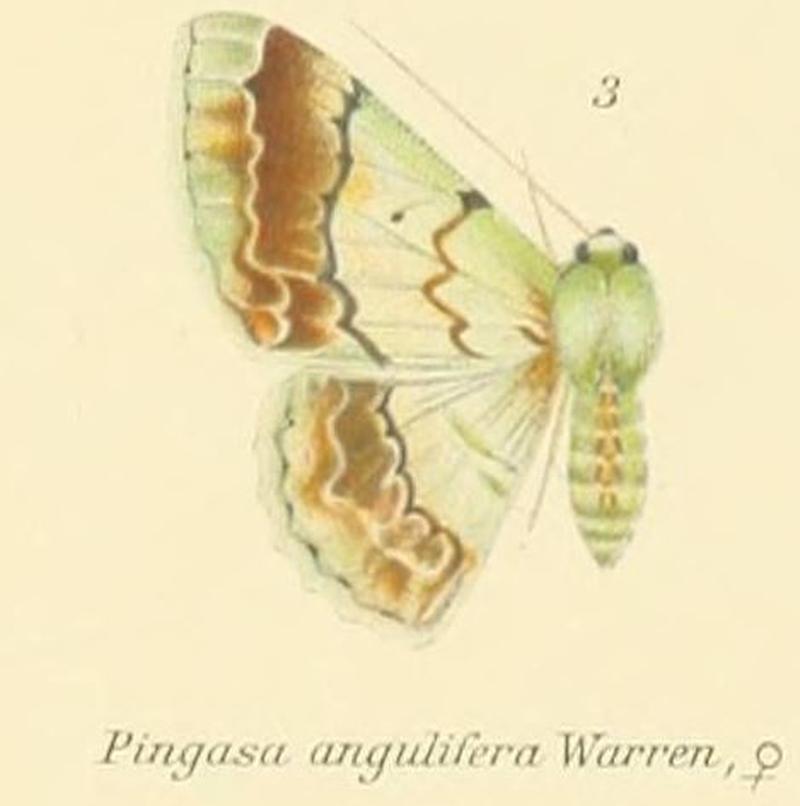 03-Pingasa angulifera