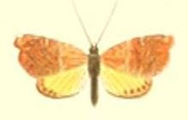 03-Thaumatographa excellens Pagenstecher, 1900