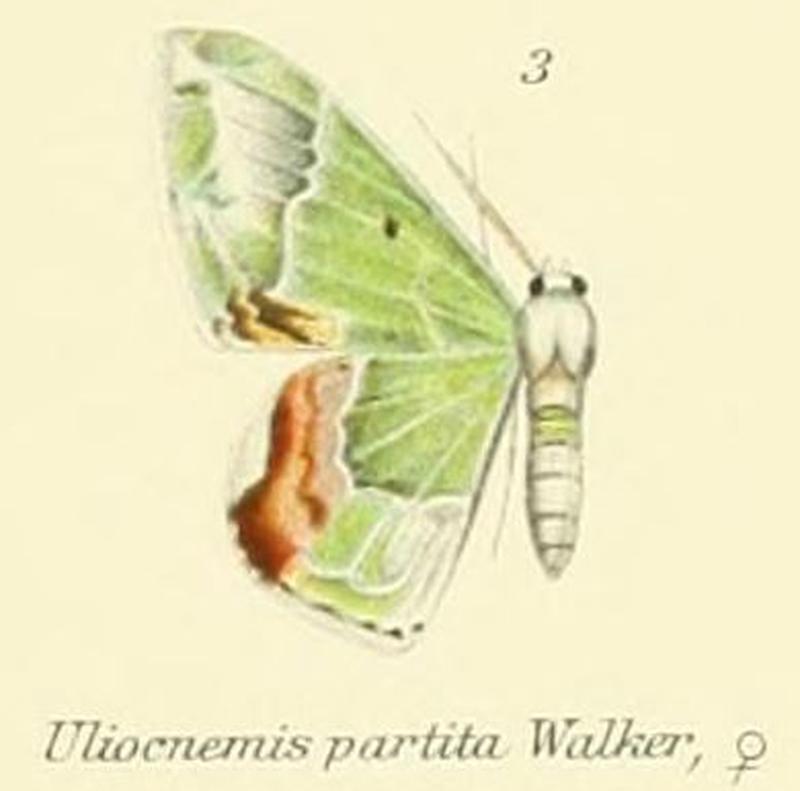 03-Uliocnemis partita (Walker, 1861)
