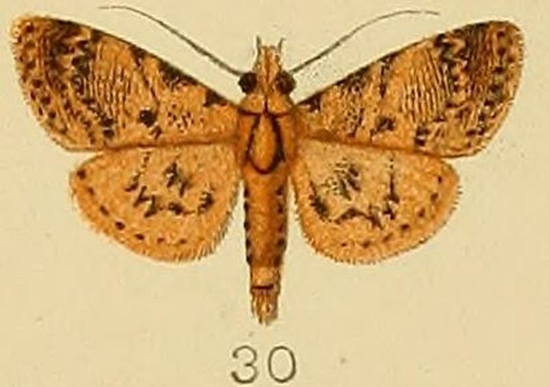 030-Coenodomus cornucalis (Kenrick, 1907)