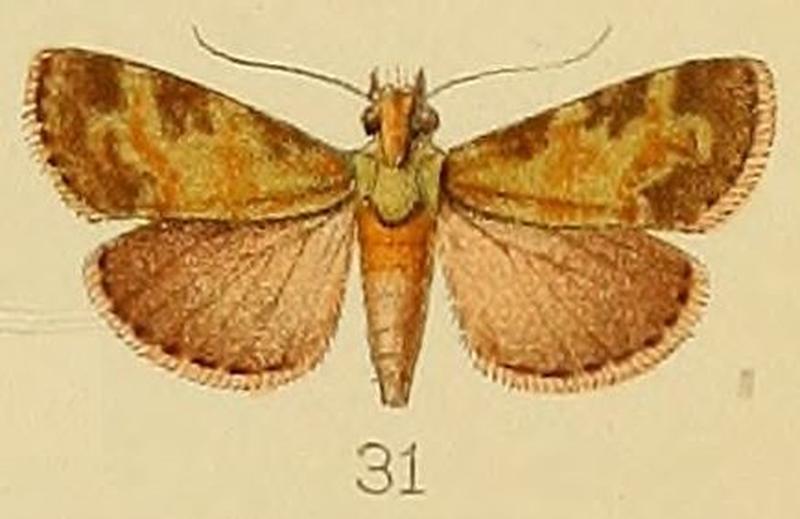 031-Stericta subviridalis Kenrick, 1907