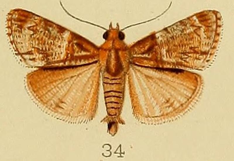 034-Orthaga chionalis Kenrick, 1907