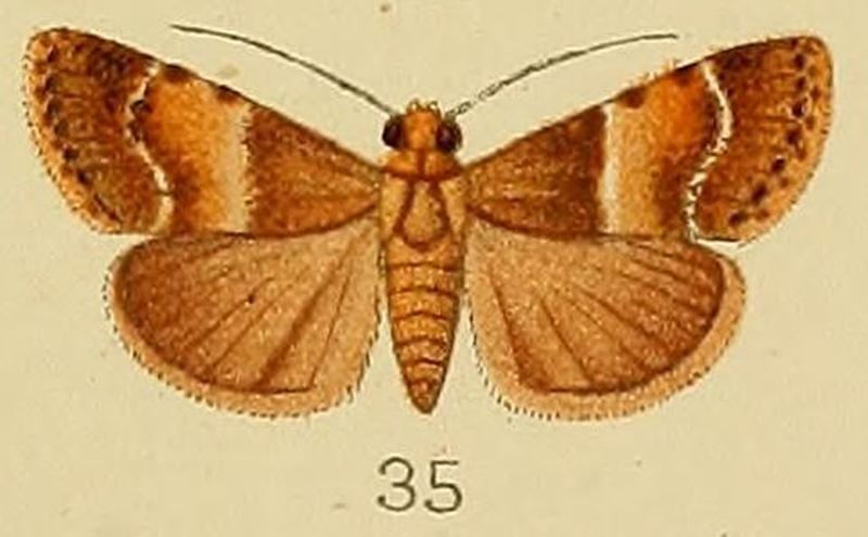 035-Orthaga fuscofascialis Kenrick, 1907