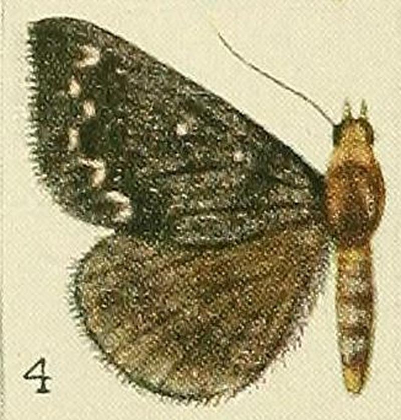 04-(Lecasia)Calesia othello (Fawcett, 1916)