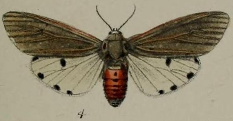 04-Areas moloneyi=Aloa moloneyi (Druce, 1887)