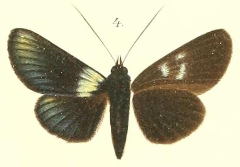 04-Burgena chalybeata Rothschild, 1896