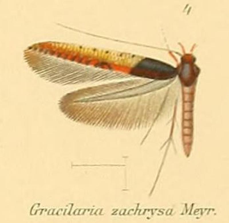 04-Caloptilia zachrysa (Meyrick, 1907) (Gracilaria)