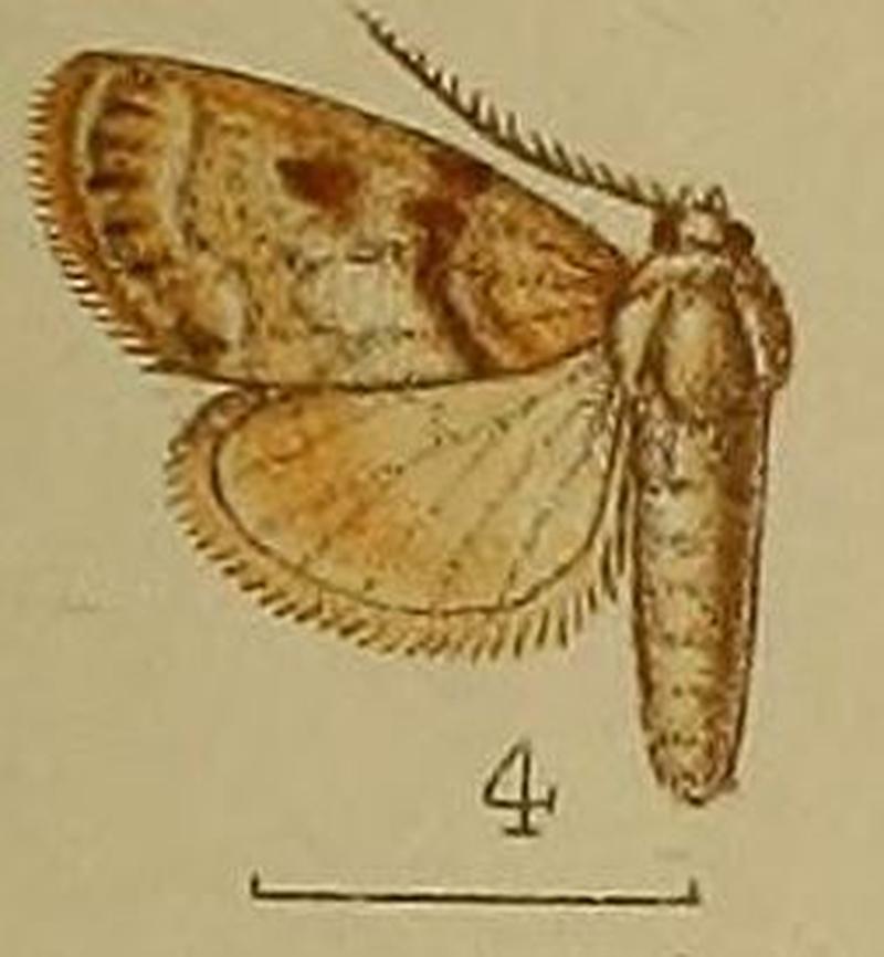 04-Celama rufimixta Hampson, 1909