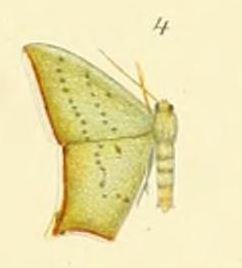 04-Cosmogonia decorata (Warren, 1896)