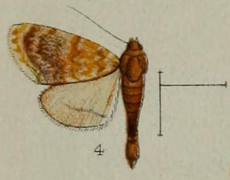 04-Homophysa polycyma=Glaphyria polycyma (Hampson, 1898)