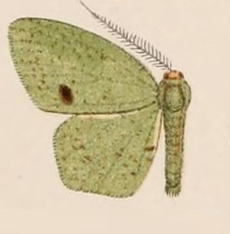 04-Hypochrosis hypoleuca=Heterolocha hypoleuca Hampson, 1907