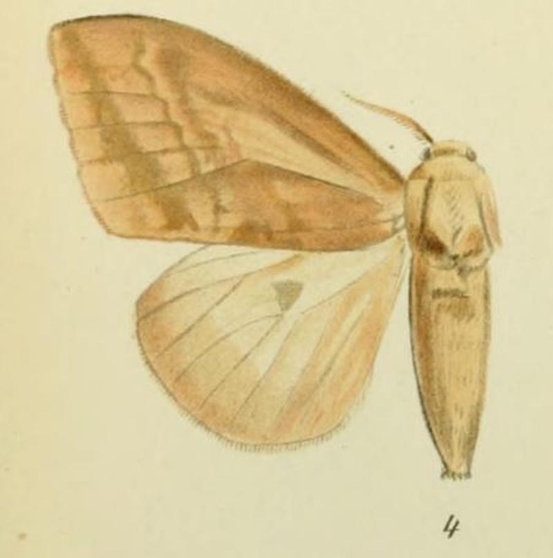 04-Laelia gigantea Hampson, 1910 (Tessmannia braueri)