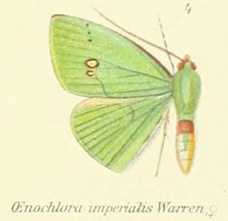 04-Oenochlora imperialis Warren, 1896