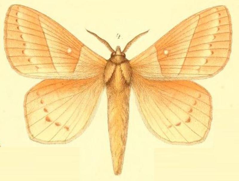 04-Philotherma jacchus Möschler, 1887