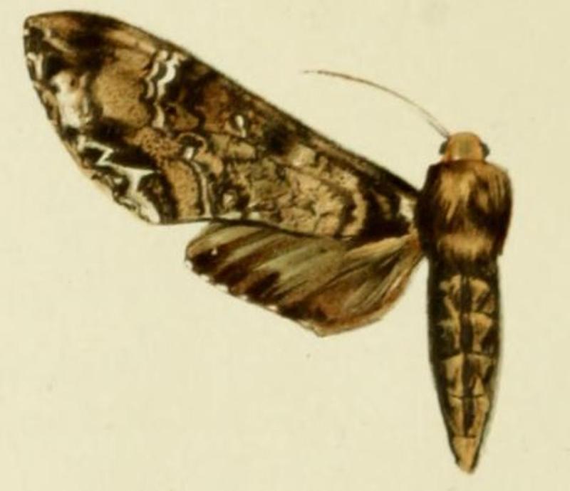 04-Poliana wintgensi (Strand, 1910) (Taboribia)