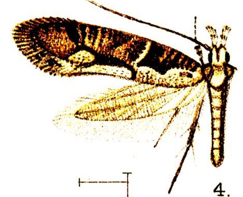 04.Comodica ordinata-Wlsm.X-f.04