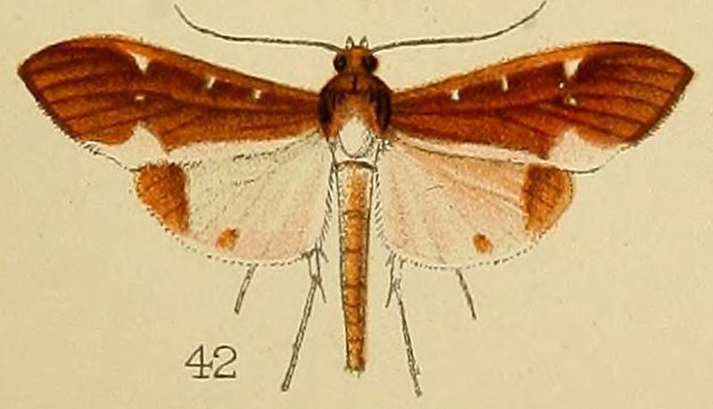042-Tipuliforma triangulalis Kenrick, 1907