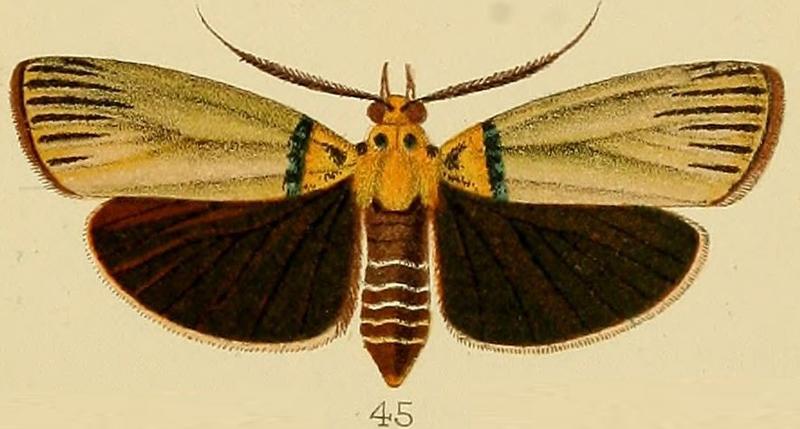 045-Vitessa griseata Kenrick, 1907