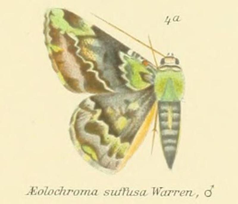 04a-Aeolochroma suffusa