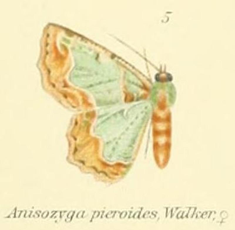 05-Anisozyga pieroides (Walker, 1861)