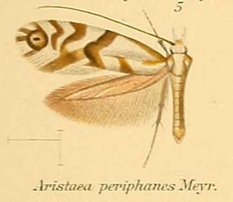 05-Aristaea periphanes Meyrick, 1907