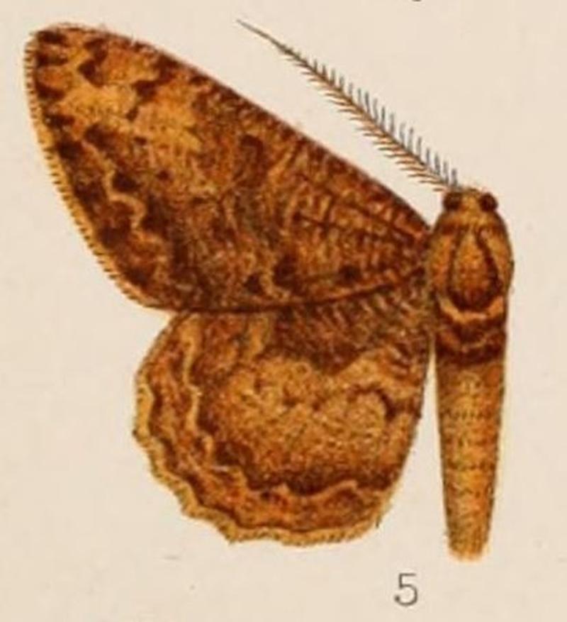 05-Boarmia miocrota=Hypomecis separata intectaria (Walker, (1863))
