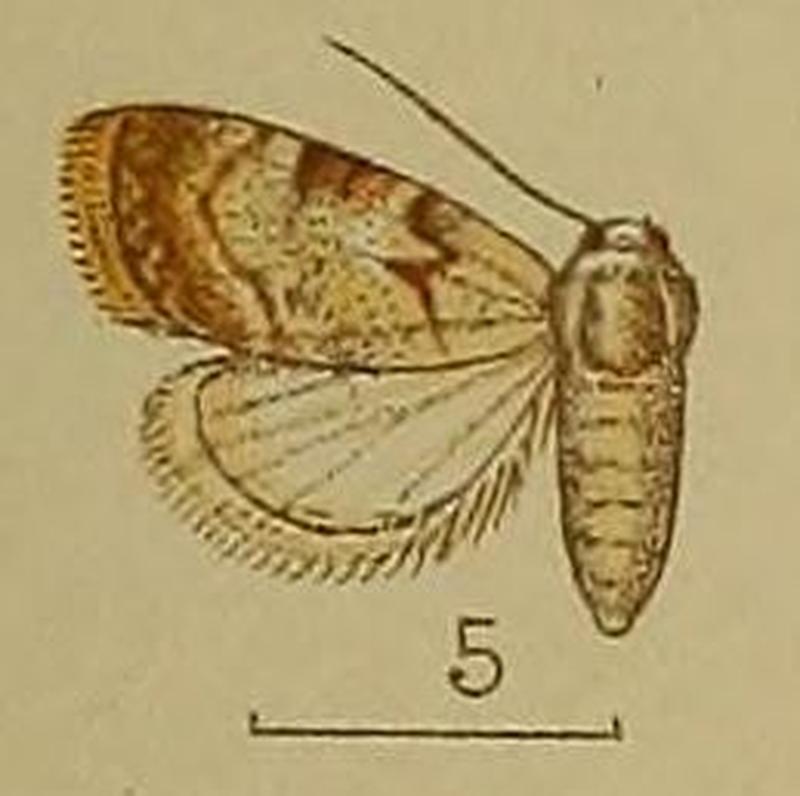 05-Celama dentilinea Hampson, 1909