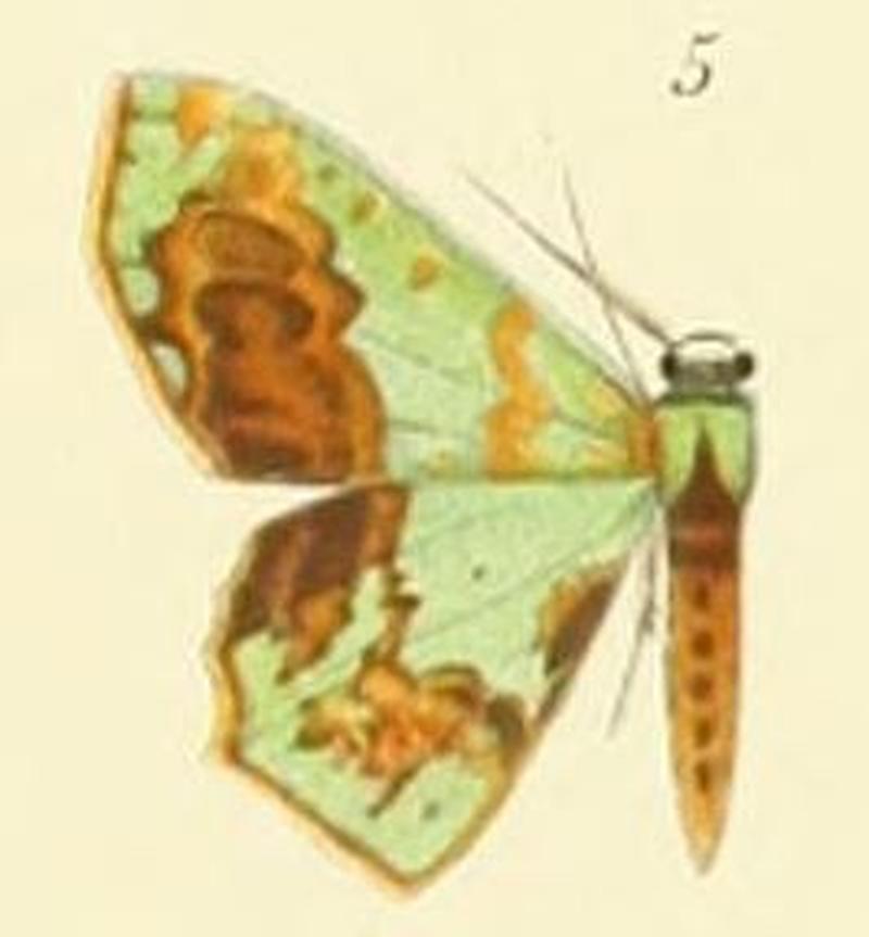 05-Chloromianta ferruginata